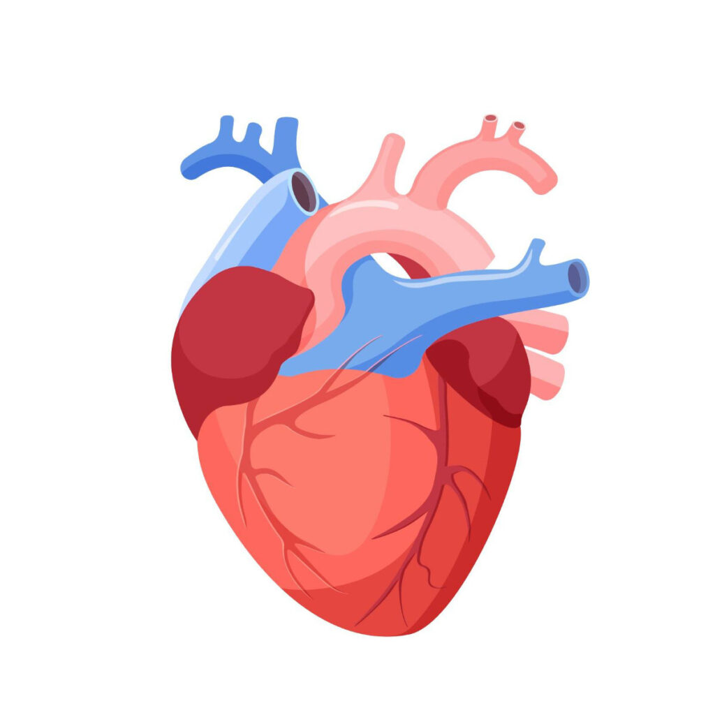 effects-of-modafinil-on-heart-health-what-you-need-to-know-green-door