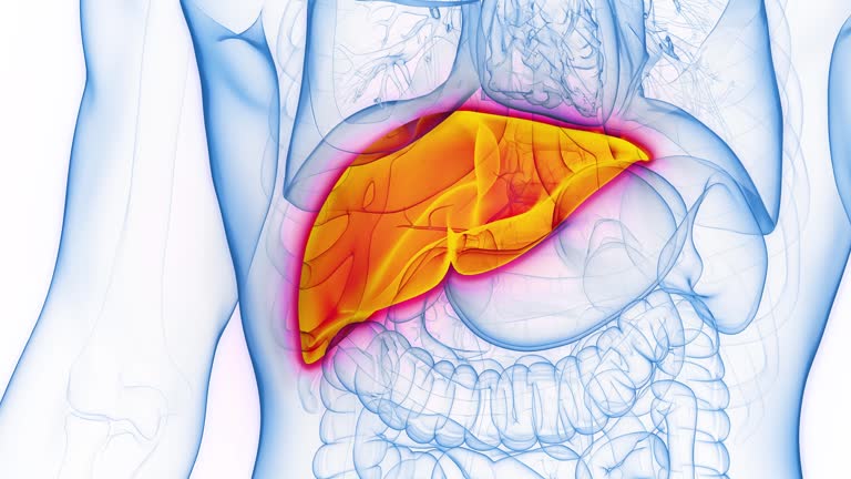 Does Modafinil Harm the Liver